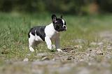 BOULEDOGUE FRANCAIS 383